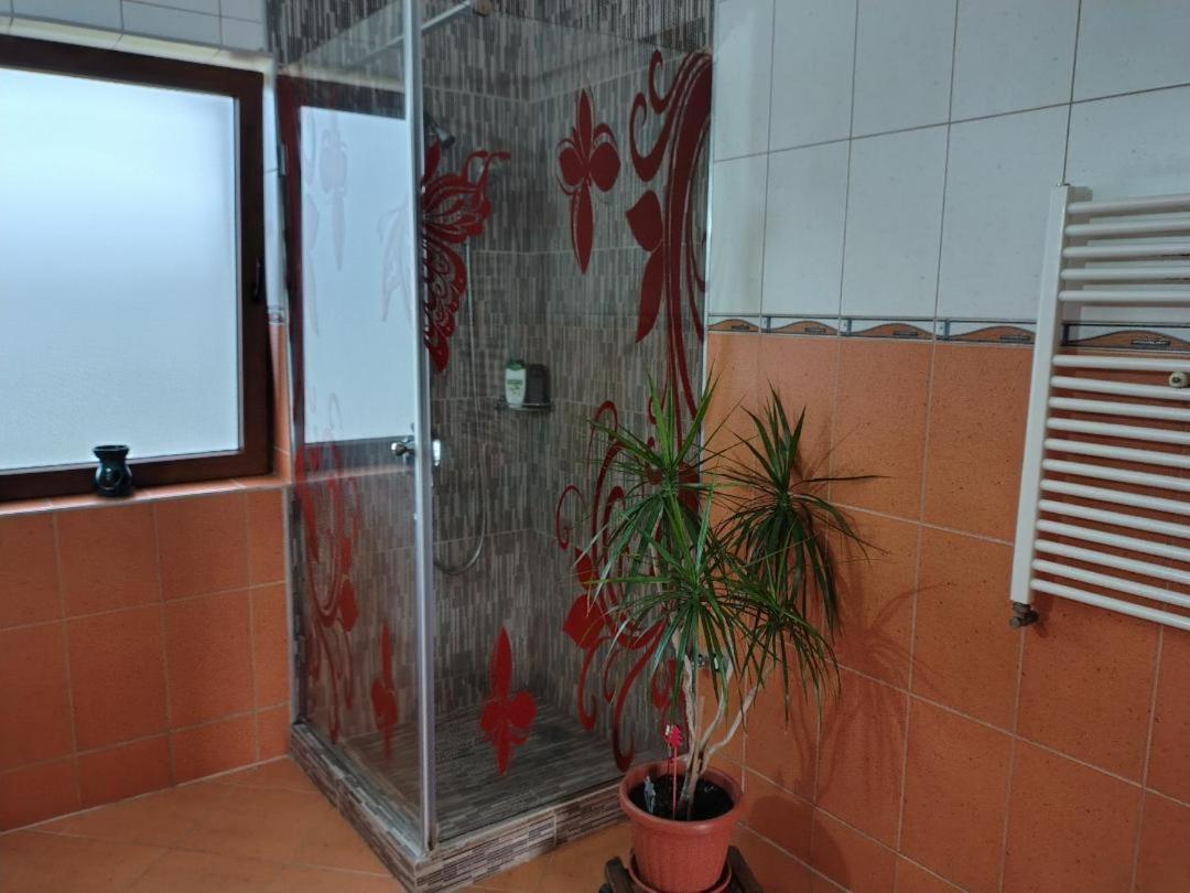 Vis Pension Viile Satu Mare 外观 照片