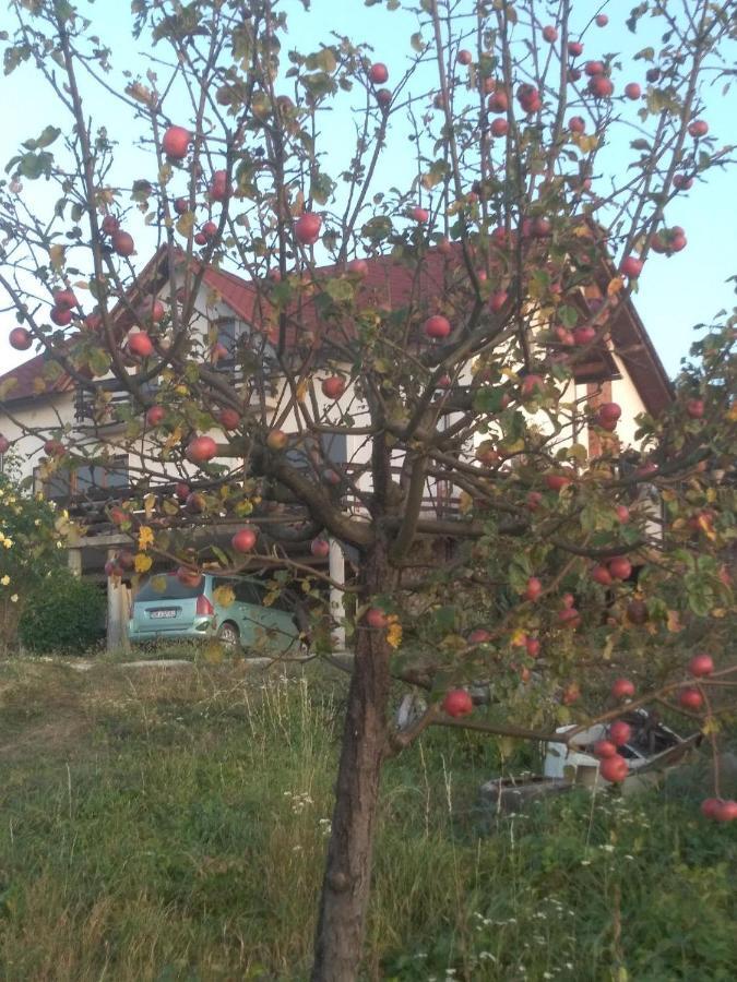 Vis Pension Viile Satu Mare 外观 照片